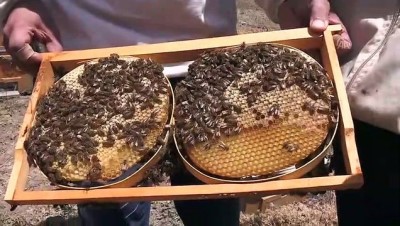 organik bal - Tunceli'de bal hasadı başladı  Videosu