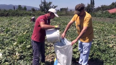 dagdere - Sındırgı kornişonu üreticisinin hasat telaşı - BALIKESİR  Videosu
