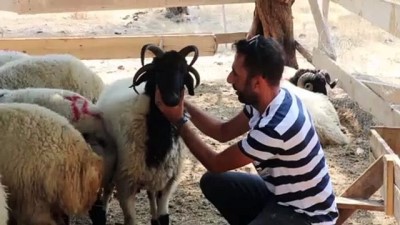 4 boynuzlu kurbanlık alıcısını bekliyor - HATAY 