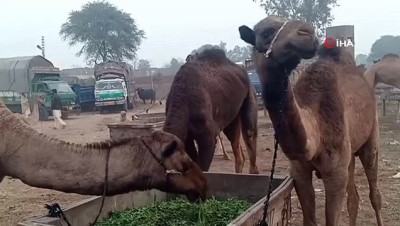 buyukbas hayvanlar -  - Pakistan’da Develer Kurban İçin Görücüye Çıktı  Videosu