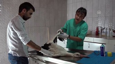 salacak - Yaralı leyleğe vatandaşlar sahip çıktı - BİLECİK  Videosu