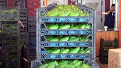 toptanci hali -  Alanya’dan Ukrayna’ya 3.5 ton avokado ihracatı Videosu