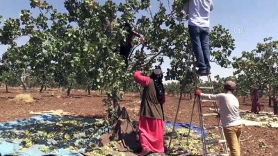 asad - Boz Antep fıstığında hasat başladı - ŞANLIURFA  Videosu