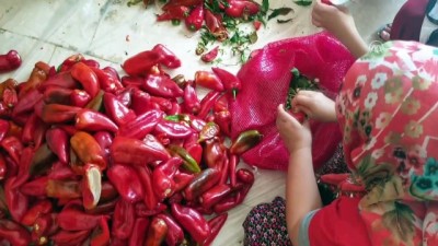 sebze hali - Çukurova'da biber salçası hazırlığı - OSMANİYE  Videosu