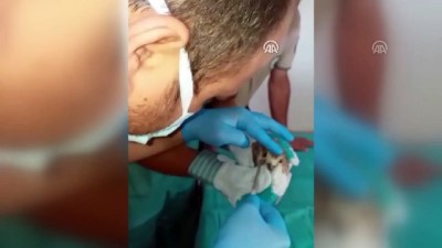 goz kapagi - Şahin avı için göz kapağı dikilen kerkeneze cerrahi müdahale - KONYA  Videosu