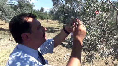 zeytin agaci -  Zeytin sineğine organik çözüm 'kaolin'  Videosu