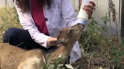 hayvan sevgisi - 'Bayram' rehabilitasyon merkezinin maskotu oldu - KARS  Videosu