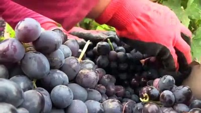 Bereketli yağışlar üzüm üreticisinin yüzünü güldürdü - HATAY 