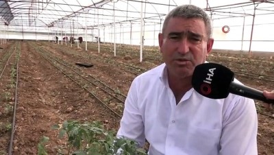 asad -  Kumluca güz dönemi domates dikimi başladı  Videosu