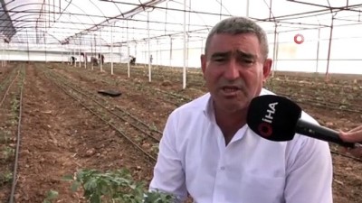 asad -  Kumluca güz dönemi domates dikimi başladı  Videosu