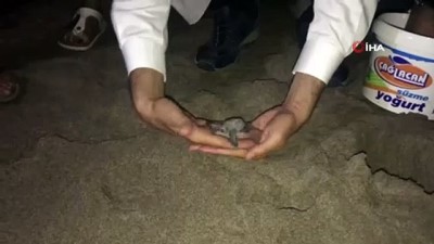 deniz kaplumbagalari -  Patara’da yavru caretta carettalar denizle buluşturuldu  Videosu