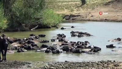 golgeli -  Sıcaktan bunalan mandalar nehirde serinliyor  Videosu