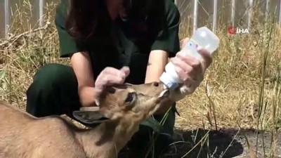 hayvan sevgisi -  Yaban hayvanları Kars'ta şifa buluyor  Videosu