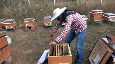  Bakanlık önlem aldı, arı ölümleri azaldı 