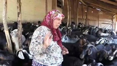 hayvancilik - Devlet desteğiyle keçi sayısını 4'e katladı - BİNGÖL  Videosu