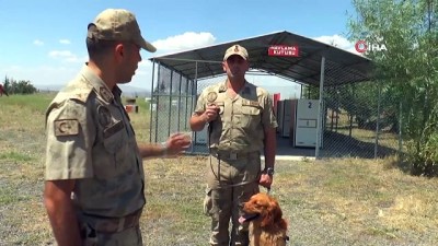 egitim suresi -  Hayat kurtaran köpekler 16 aylık eğitimden geçiriliyor  Videosu