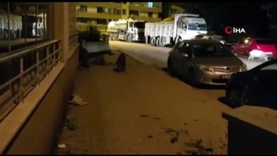 zindik -  Merkeze inen yaban domuz sürüsü görüntülendi  Videosu