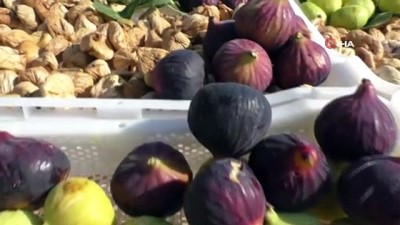  Nazilli’de sezonun ilk inciri 250 TL’den alıcı buldu 