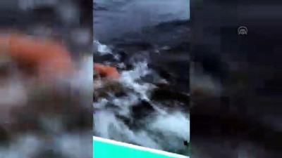 denizanasi - Türk yüzücü 'Denizin Everesti'ni aşmayı başardı - İZMİR  Videosu