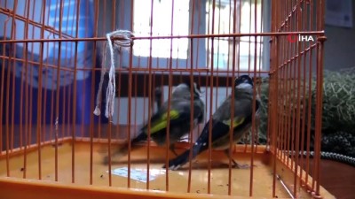 kalamis -  Yasak avlanan saka kuşlarını zabıta özgürlüğüne kavuşturdu  Videosu