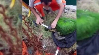 caretta caretta - Yosun bağlamış caretta carettayı balıkçılar kurtardı - HATAY  Videosu