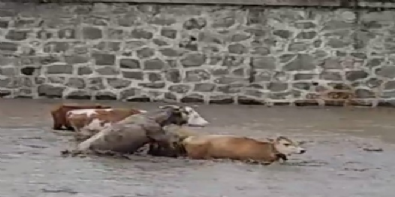 sagnak yagmur - Ordu'da sele kapılan büyükbaş hayvanlar böyle görüntülendi  Videosu