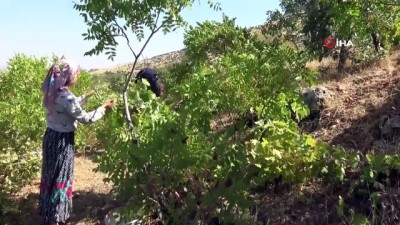 cicekli -  Gercüş'te Sumak hasadı başladı Videosu