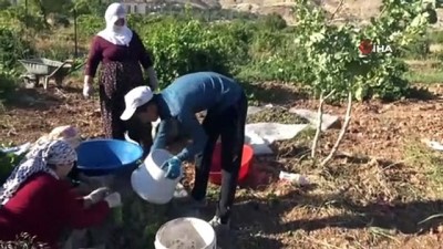 bag bozumu -  Gercüş’te organik kuru üzüm dönemi başladı  Videosu