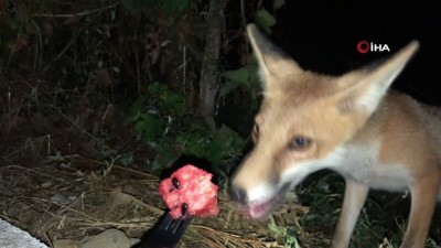 bag kur -  Her akşam ziyaretine gelen tilkiyi elleriyle besliyor, karpuz yediriyor  Videosu