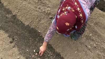 uzunlu - 'Mucize bitki'nin tohumları toprakla buluştu - KARABÜK  Videosu