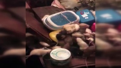  - Rusya’da bir kadının yüzlerce fareyle birlikte yaşadığı ortaya çıktı 