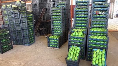  Alanya’dan Bulgaristan’a ilk kez avokado ihracatı