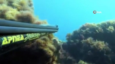 rekor -  Dalgıç, dev balığı böyle avladı  Videosu