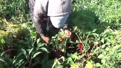 asad - İslahiye Ovasında 'kırmızı altın' hasadına başlandı - GAZİANTEP  Videosu