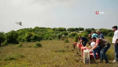  Kocaeli'de zararlı böceklerle mücadele için 1000 keklik doğaya salındı