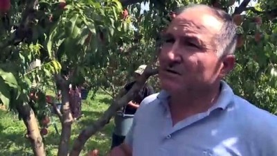 'Marmara'nın Antalya'sı' şeftalide iddialı - BİLECİK 