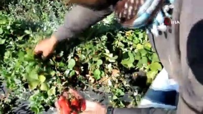  Sason’da hibe çilek desteği tersine göçü başlattı 