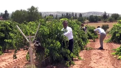 'Çal Karası' üreticisinin yüzü gülüyor - DENİZLİ 