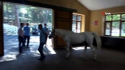 sampiyon -  Yüz güzeli Arap atı Batyskaf ilerlemiş yaşına rağmen devlete servet kazandırıyor  Videosu