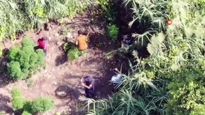 adli tip -  Adana’da drone destekli kenevir operasyonu  Videosu