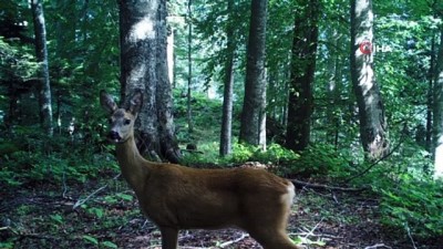  Düzce’de yaban hayatı fotokapan ile görüntülendi 