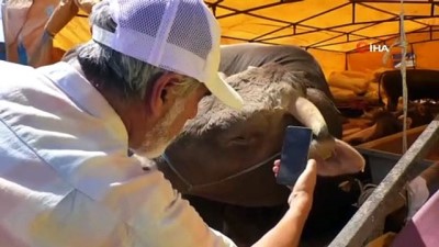  Kurbanlıklar cebe girdi, diş sayma derdi sona erdi 