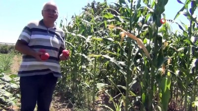  Manisa'dan Türkiye'ye yerel tohum 