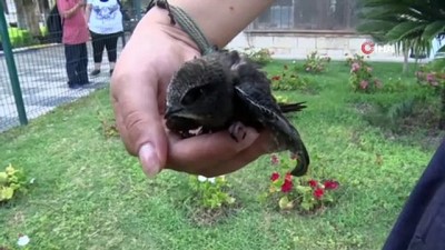 babil -  Mersin Büyükşehir’in bahçesine ebabil kuşu kondu  Videosu