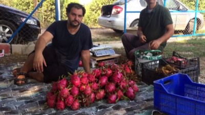 tropikal meyve - Mersin'de ejder meyvesi hasadı  Videosu