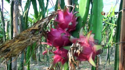tropikal meyve -  Pitahayanın tanesi bahçede 17, markette 40 lira  Videosu