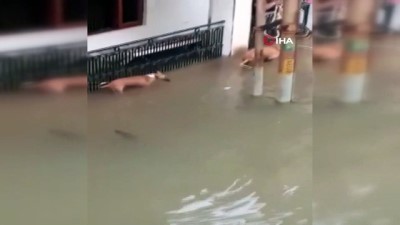 muson yagmurlari -  - Selde Nehirden Çıkan Timsahlar Sular Altındaki Sokaklarda Avlanıyor  Videosu