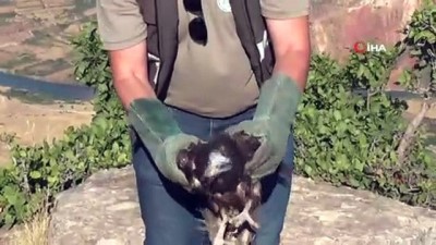  Yaralı akbaba tedavi edilerek doğaya salındı 