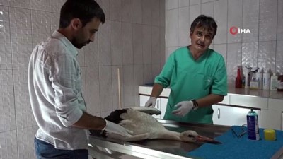 babil -  Yaralı bulunan leylek tedavi altına alındı  Videosu