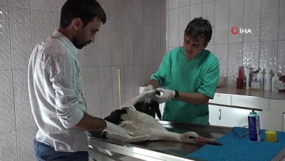 babil -  Yaralı bulunan leylek tedavi altına alındı  Videosu